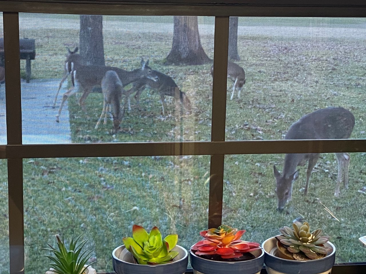 20201226 - Matriarchal doe with her family, FOUR nubbin' bucks.jpg