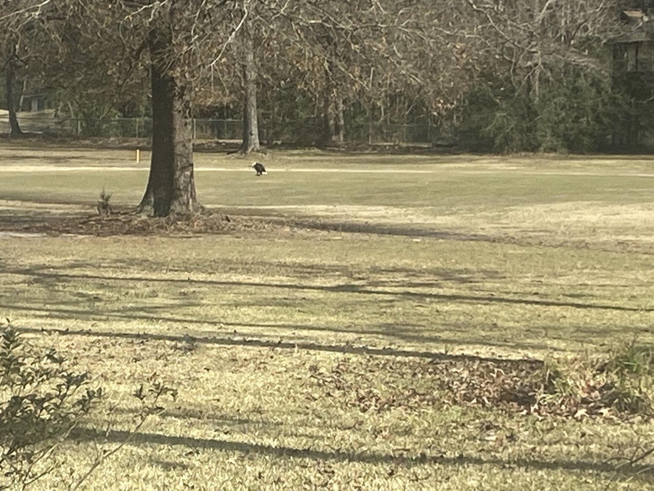 20210108 - Bald eagle with dead cat on the golf course.jpg