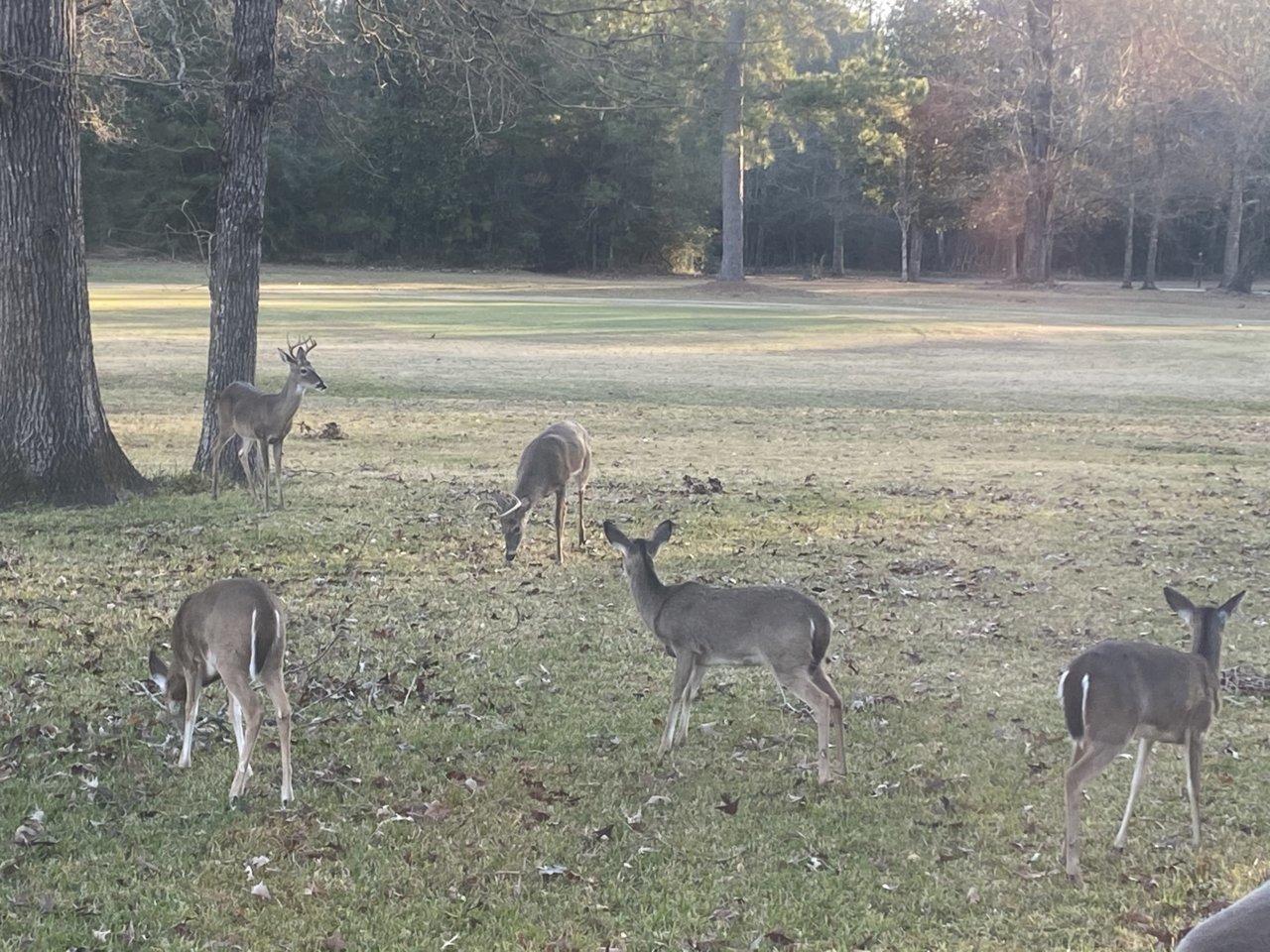 20210130 - Does not happy about bucks.jpg