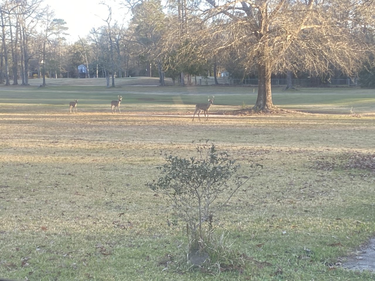 20210130 - Little Boy and his slightly bigger new friend coming down golf course.jpg