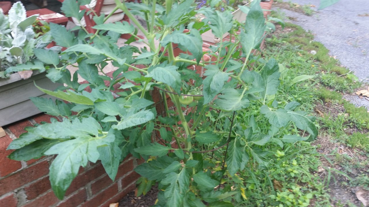 20210707_075401.jpg