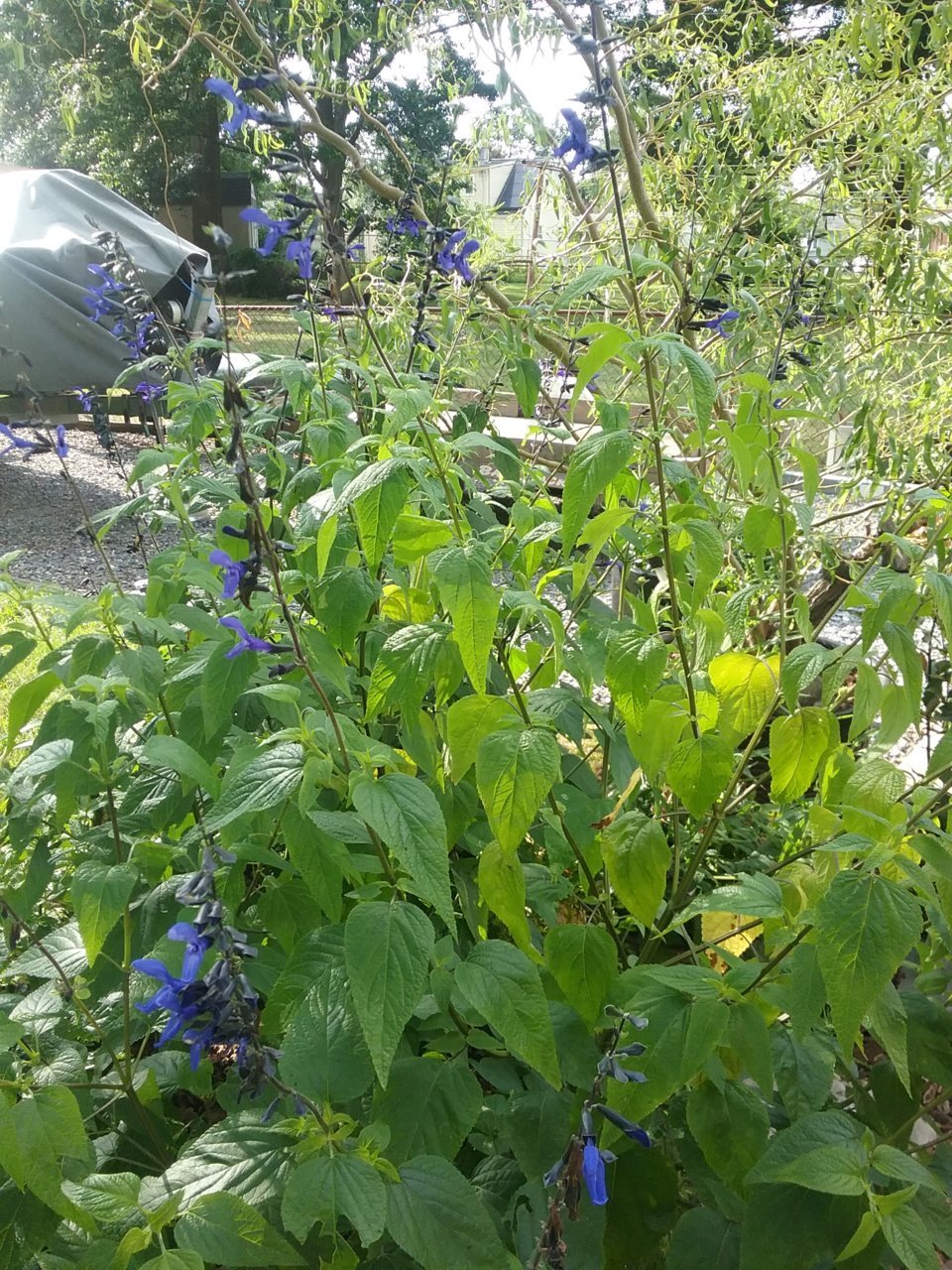 20210709_174724.jpg