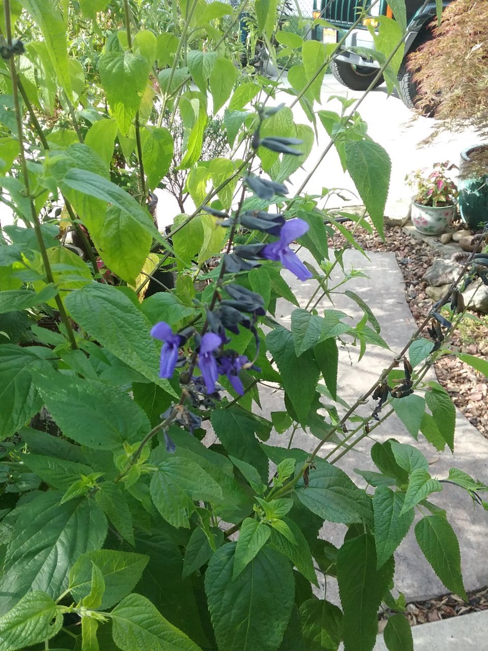 20210709_174738.jpg