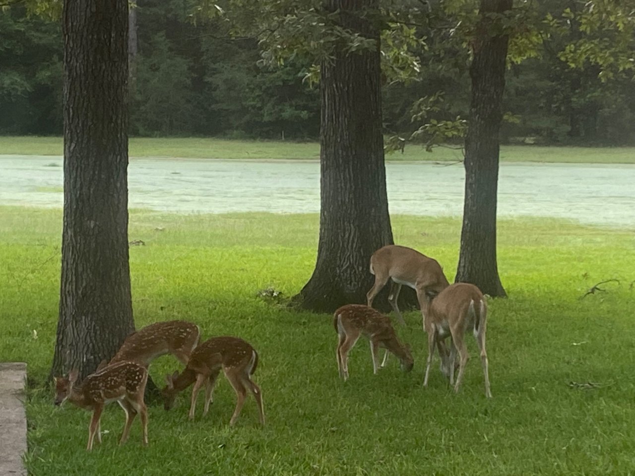 20210713 - Four fawns still in spots.jpg