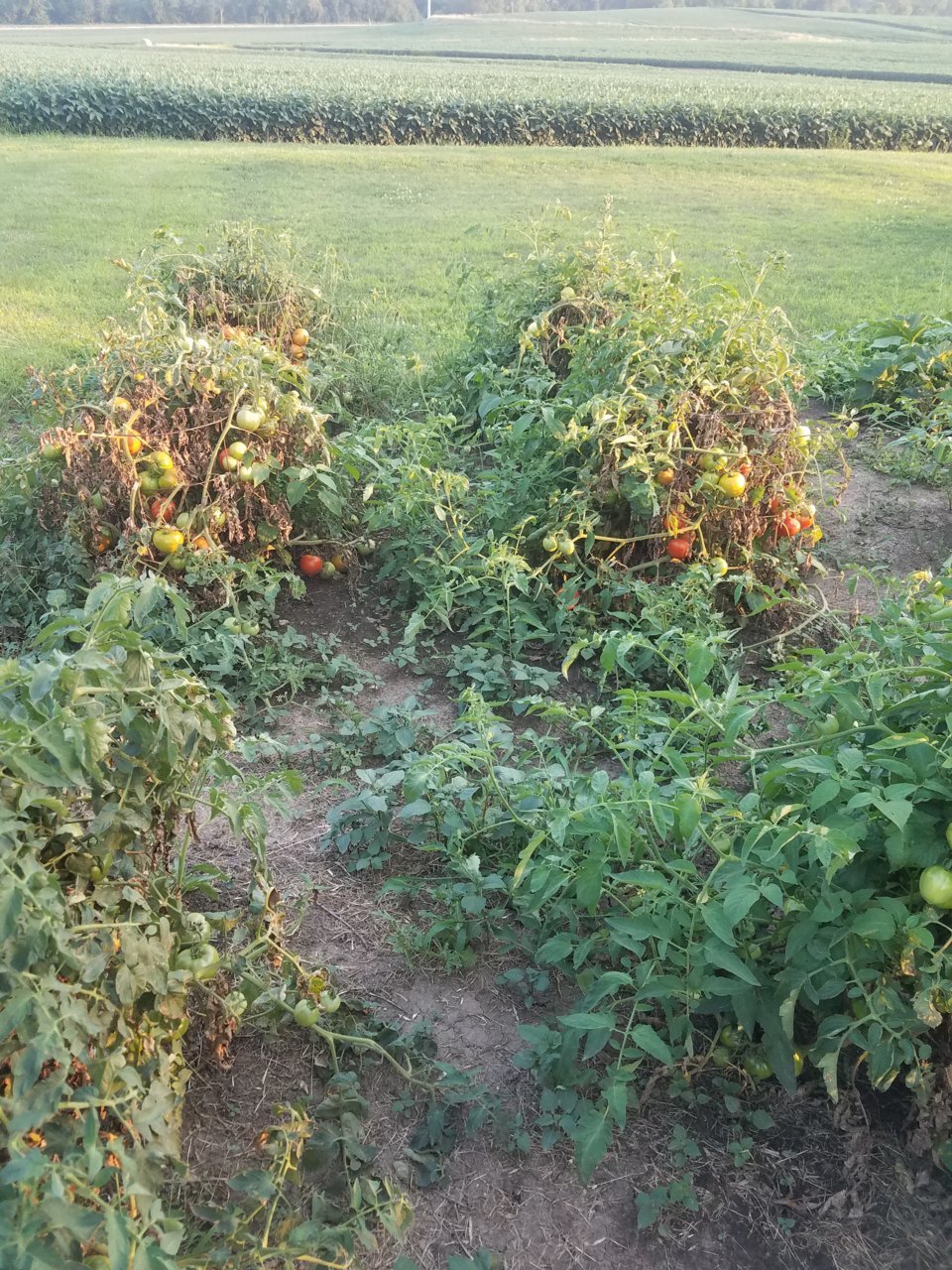 20210727_195857.jpg