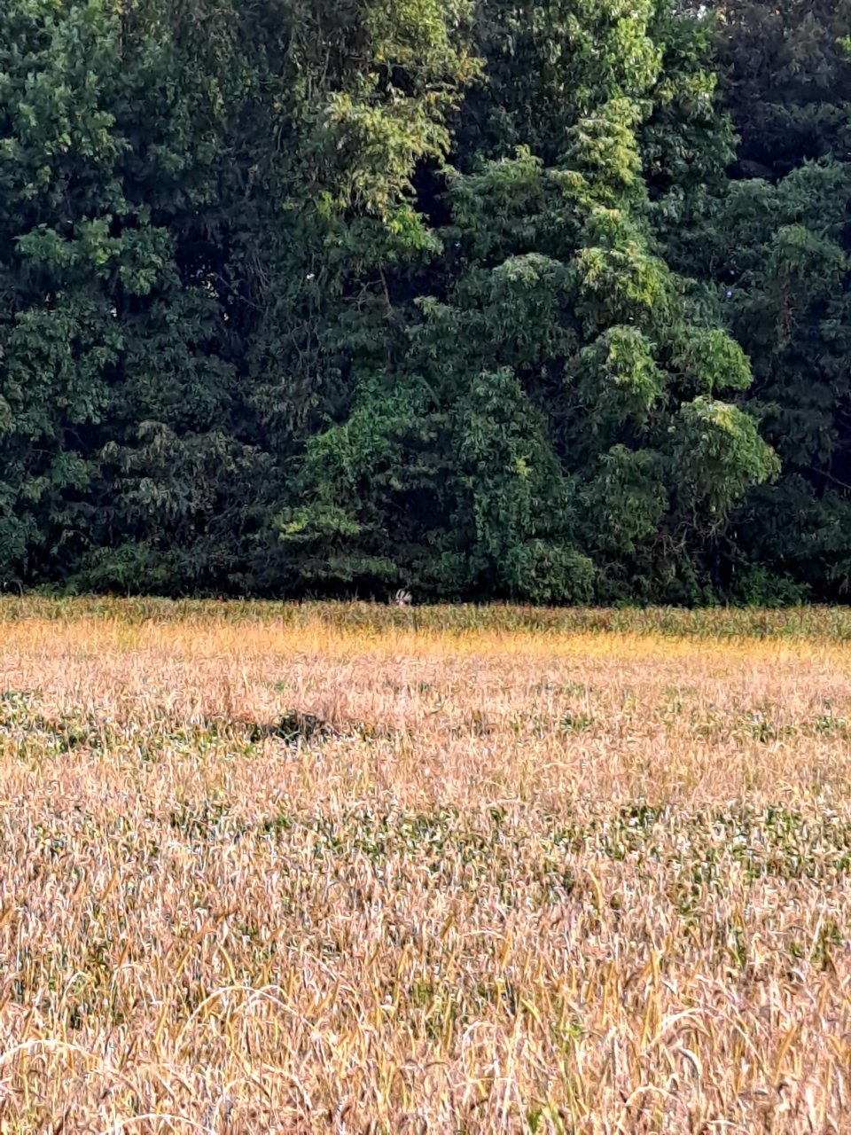 20210730_182002.jpg