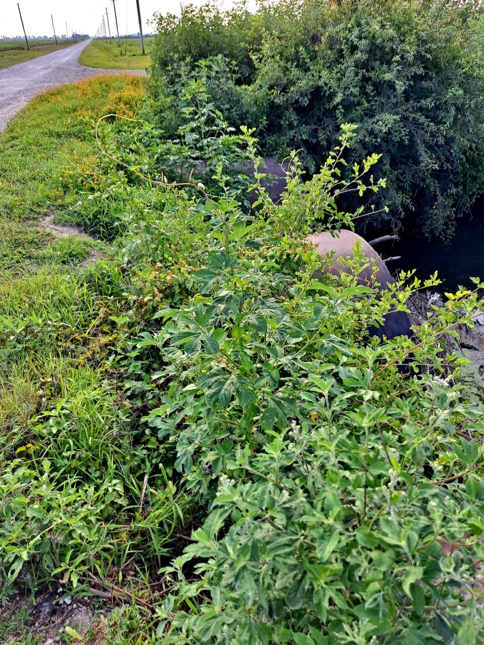 20210803_182112.jpg