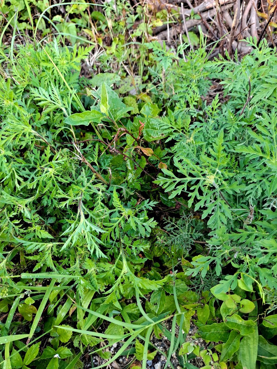20210803_182217.jpg