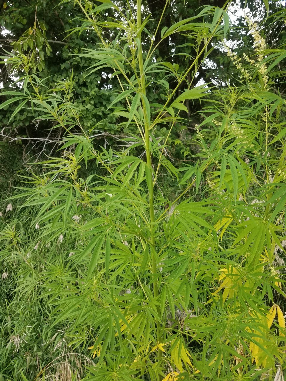 20210804_190032.jpg