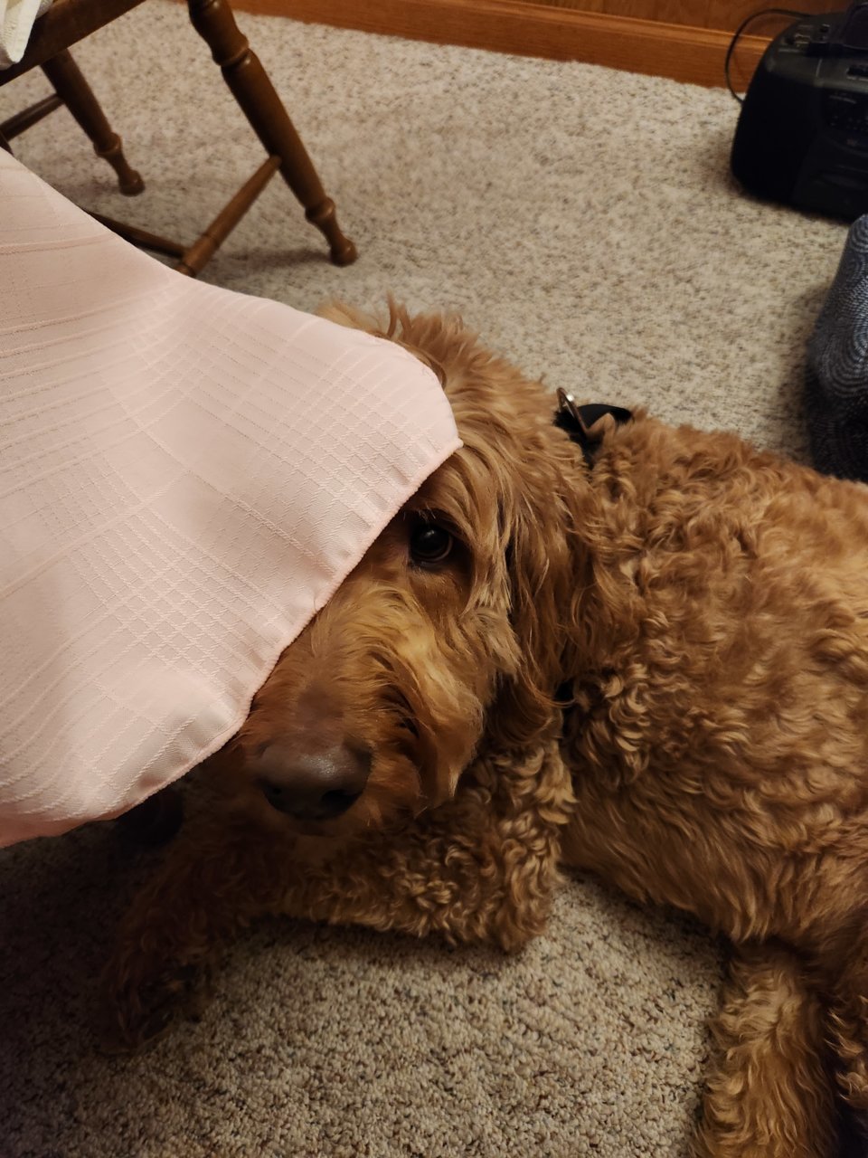 20230421_201135.jpg