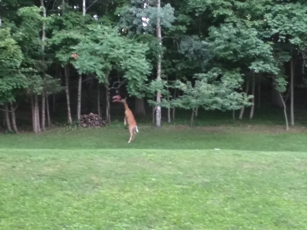 20230709_060914_HDR.jpg