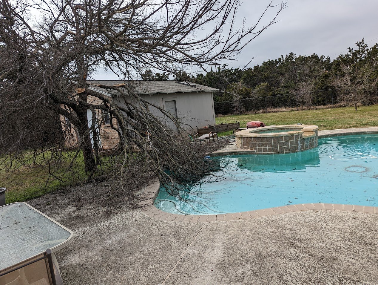 2023_Freeze_Cedar_Elm_Swim.jpg