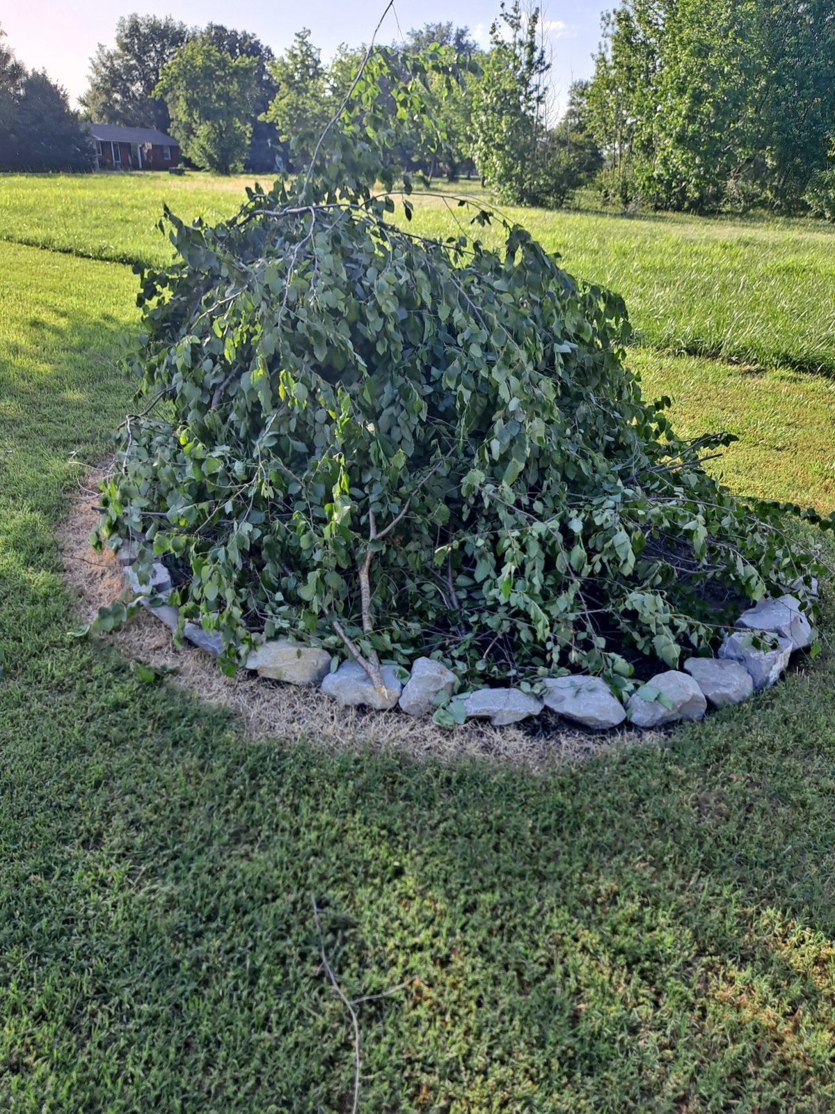 20240527_182658.jpg