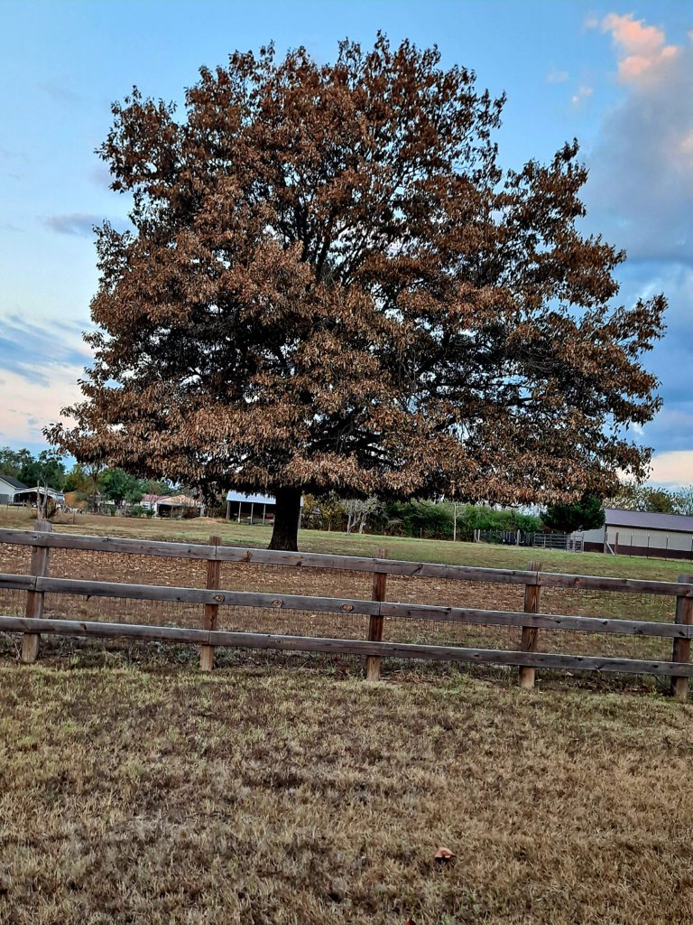 20240902_063521.jpg