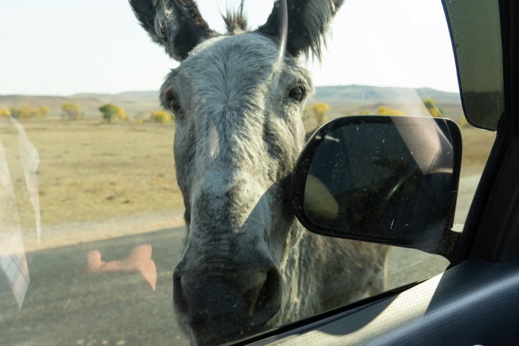 20241009-tacoCusterDonkey-01.jpg