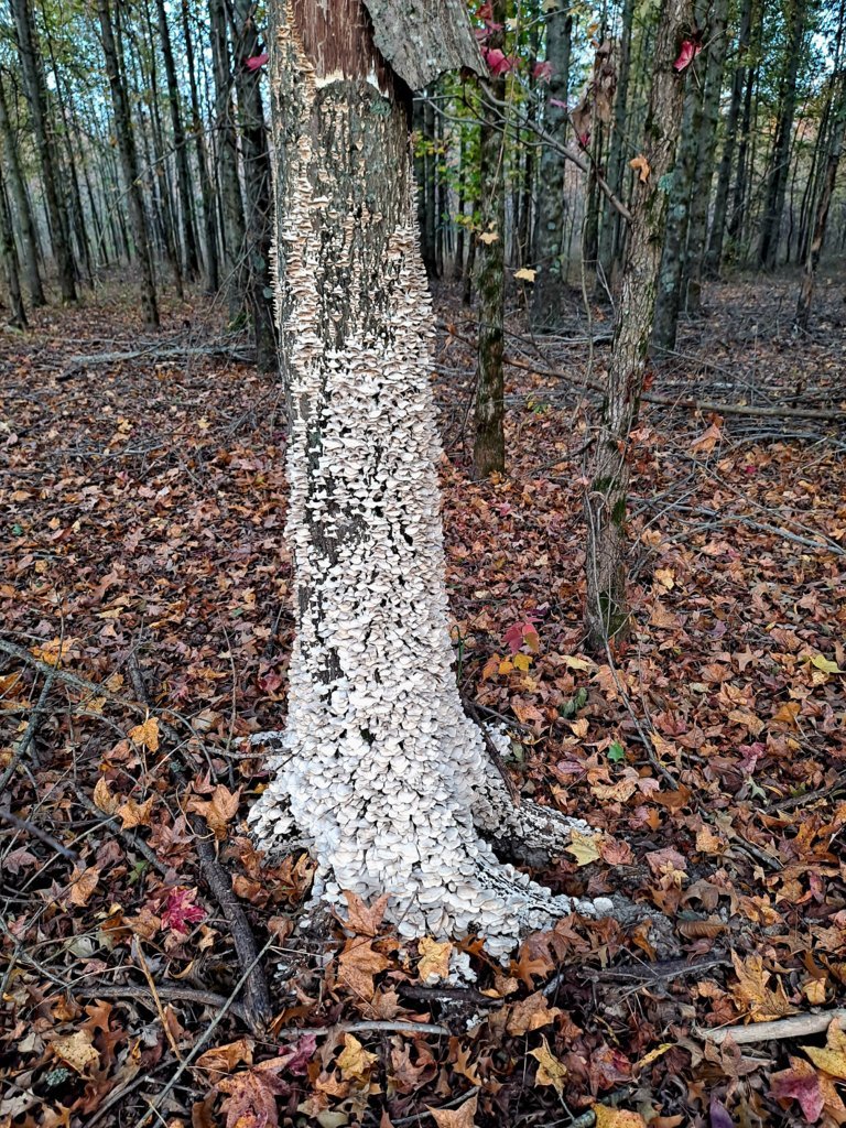 20241028_083847.jpg