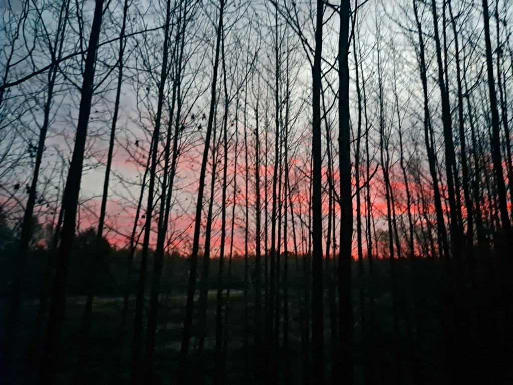 20241109_060329.jpg