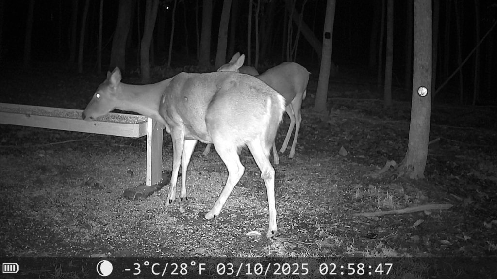 2025-03-11_23.41.01.706_57C5F4C4.jpg