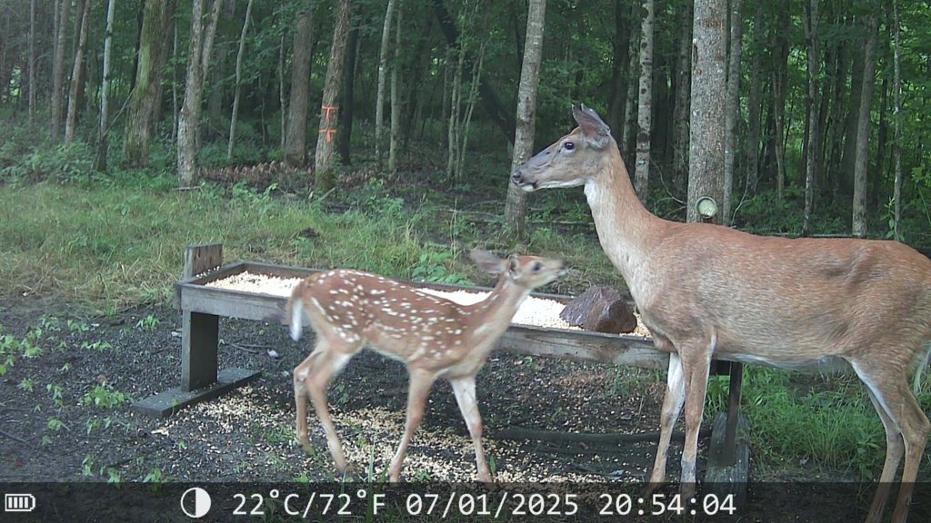 2025-07-02_11.59.11.417_AFA57FDE.jpg