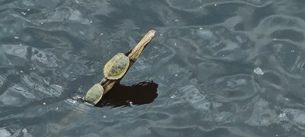 20250607_131113.jpg