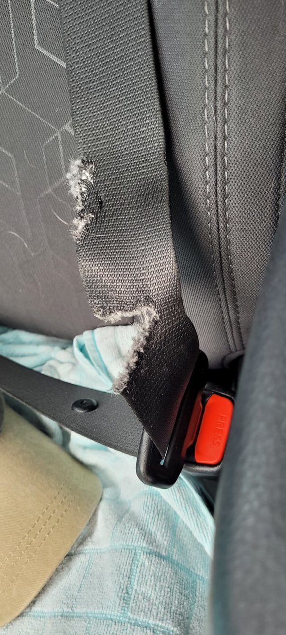 Stop dog 2025 chewing seat belts