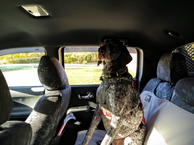 Toyota tacoma rear hot sale seat dog cover