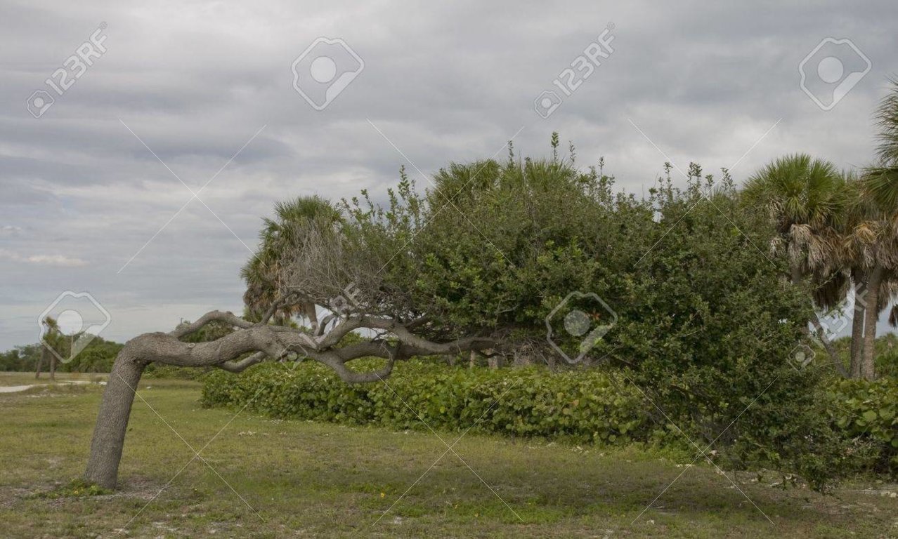 2115740-oak-tree-growing-sideways-like-giant-bonsai.jpg