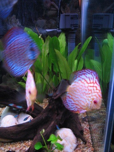 2195370-discus.jpg