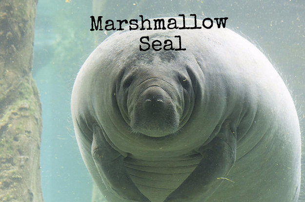 22-slightly-wrong-names-for-animals-2-3761-1445103571-9_dblbig.jpg
