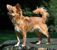 220px-Chihuahua1_bvdb.jpg