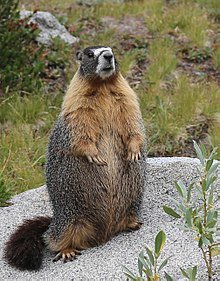 220px-Marmota_flaviventris_standing_S_of_Donahue_Pass.jpg