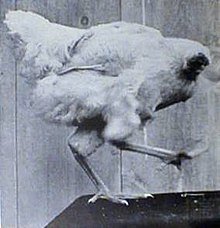 220px-MikeTheHeadlessChicken.jpg
