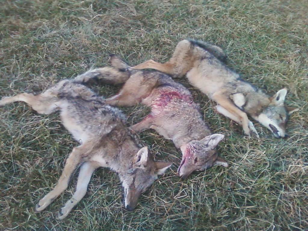 250yote2_zpsfu8fcf2q_81e537625f8deaa05ecea87ac3b607f1a6d5dff7.jpg