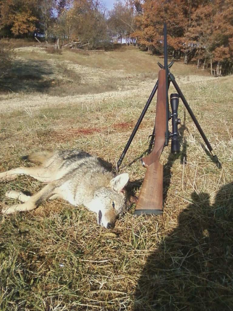 250yote3_zpsbysor5su_ddf369d804dc1d2d6e46a4f49383a6e44515c299.jpg