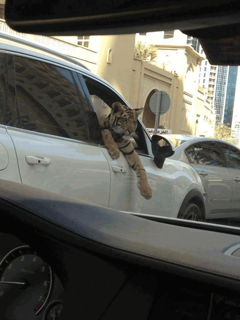 25aff2d0-8321-4711-802f-a63f87db944b.gif