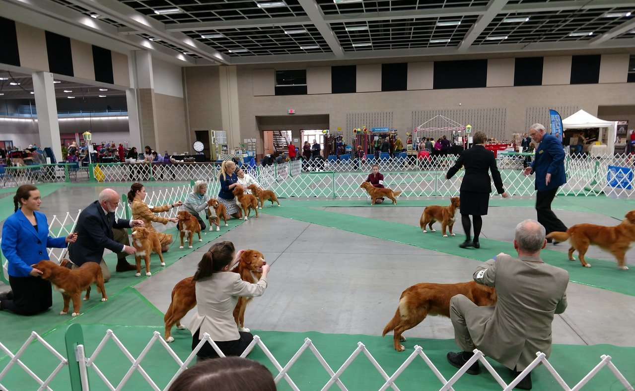 27 Tollers dog show st cloud.jpg
