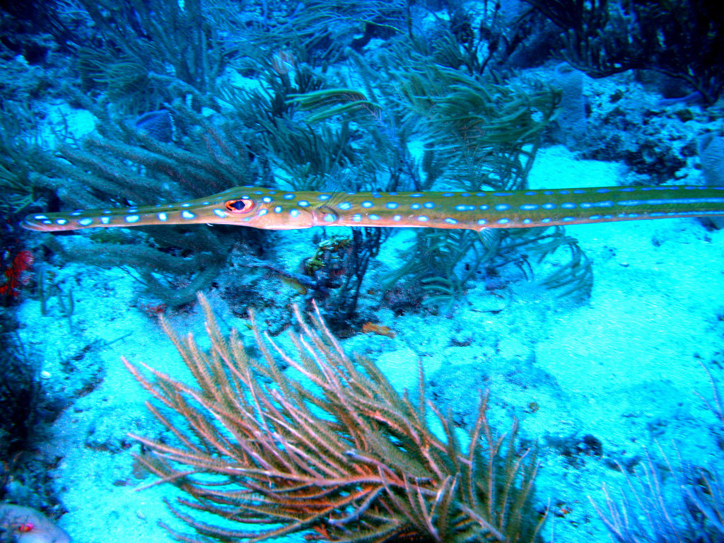 2742835914_0cc69dfcb0_b.jpg