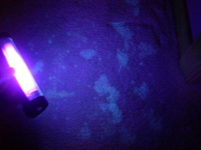 2752306-blacklight+body+fluid.jpg