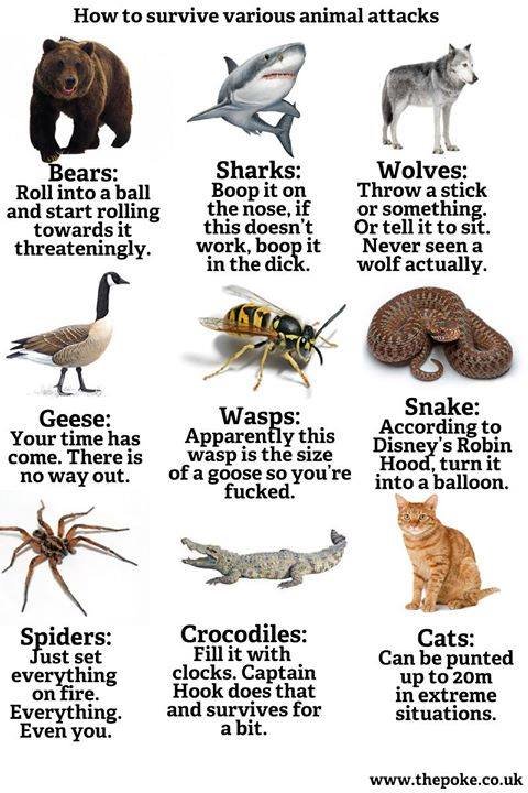 2animal attacks.jpg