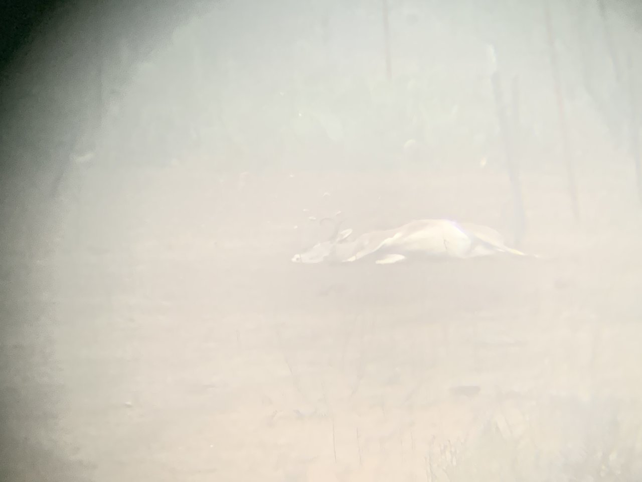 2DEEAB7F-978A-4FE8-890F-EE659AC0F486.jpg