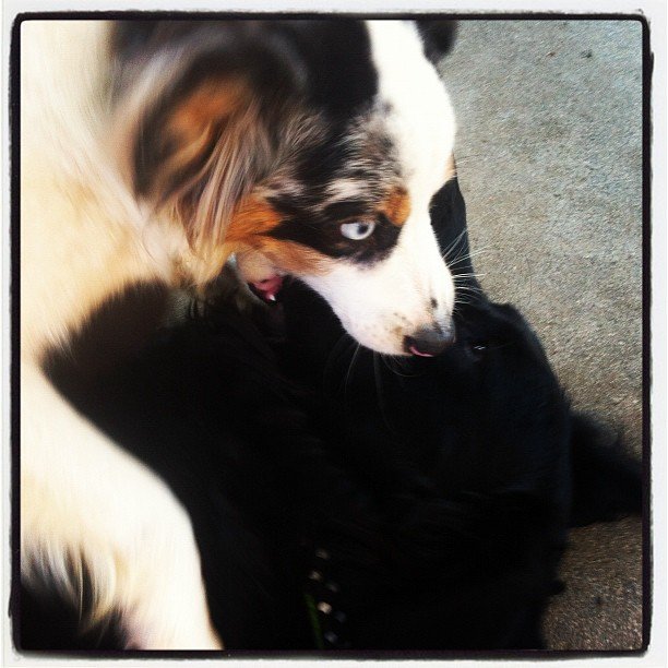 2dogs_d4d7dac8c513468c00efaccab8af96238fd64622.jpg
