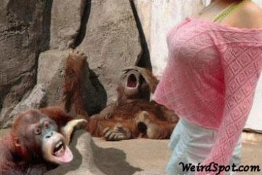 2monkeys.jpg