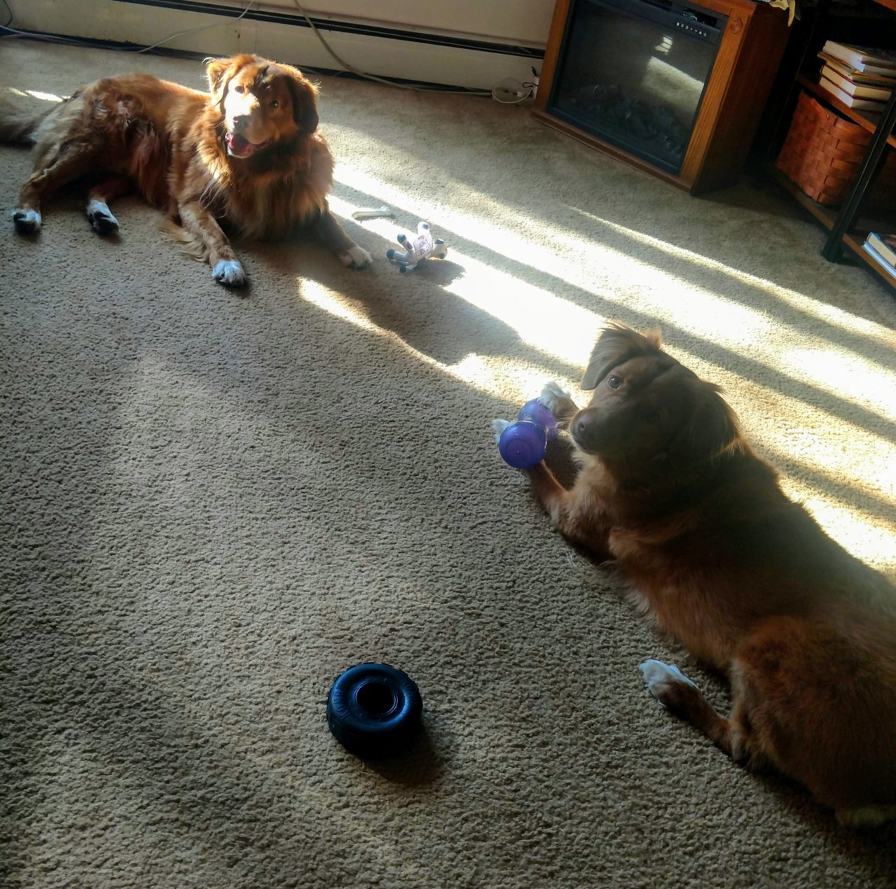 2Tollers.jpg