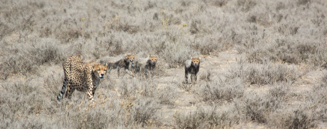 3 babies & mom-0413.jpg