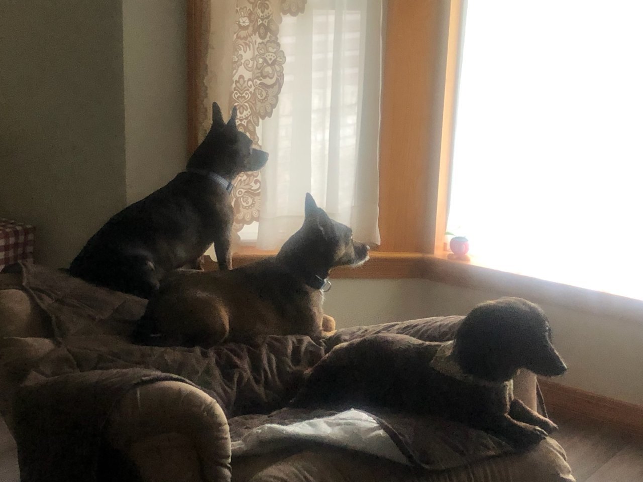3 Dog Day.jpg