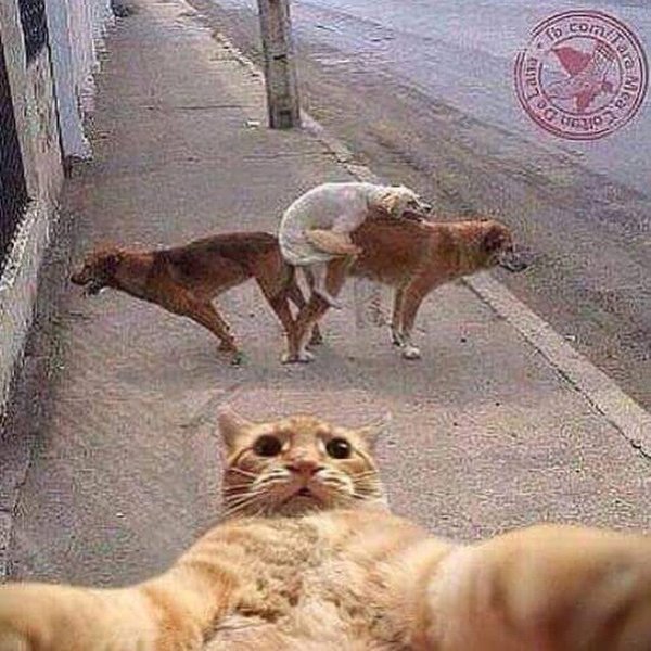 3 dogs.jpg