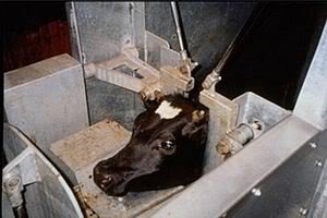 300px-CattleRestrainedForSlaughter_ad591929d255cadf8b146a30b9eb20e6974d5474.jpg