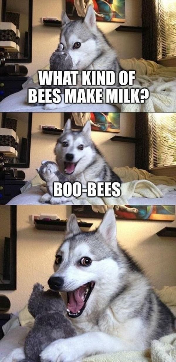 31-dog-dirty-meme.jpg