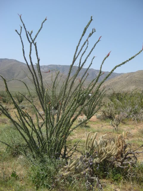 310Borrego001_0a1f61b20cf89d69dfac0954ce07ad2f2808583c.jpg