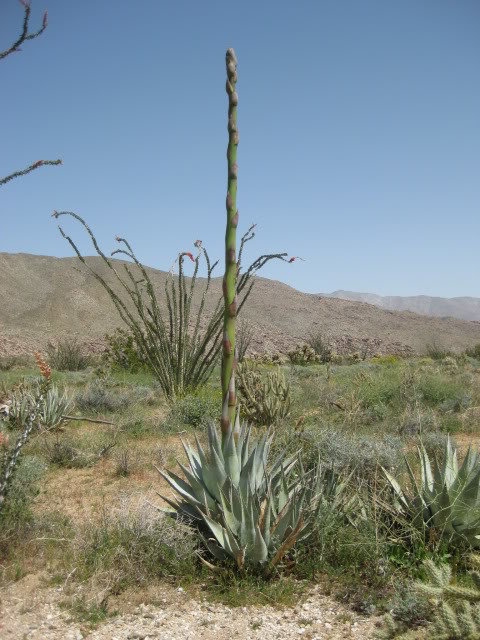 310Borrego003_45aabfe4b5c5901adc9a215acc471d5f3dd62384.jpg